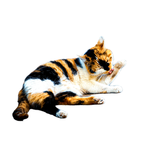 A Calico Cat Licking Its Paw While Lying On A Paved Surface, Showcasing Grooming Behavior. 14005 - Cat PNG image with transparent background